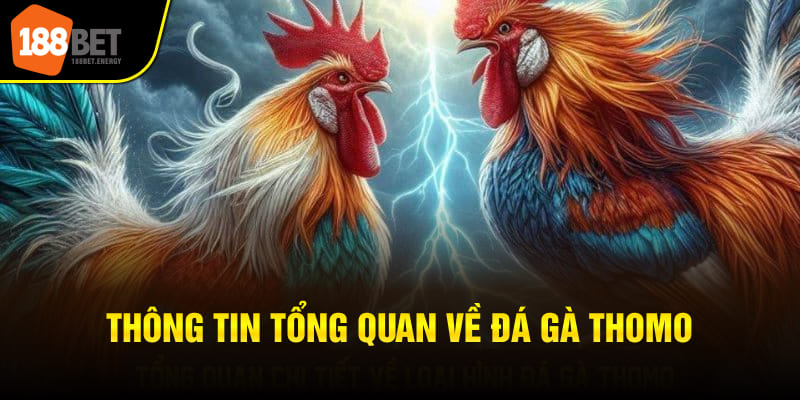 Thông tin tổng quan về đá gà Thomo